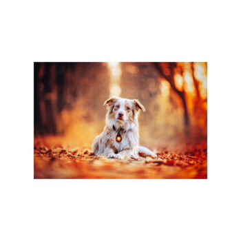 LED svetlo na obojok Amber – Orbiloc - Image 10