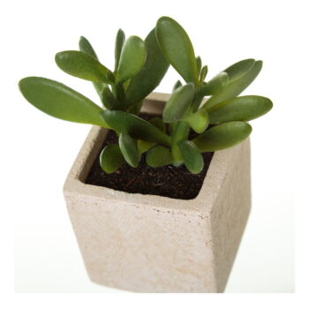 Umelé rastliny v súprave 6 ks (výška  9,5 cm) Cactus – Casa Selección - Image 3