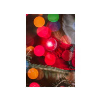 LED svetlo na obojok Red – Orbiloc - Image 9