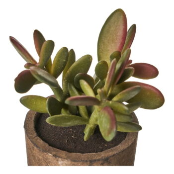 Umelé rastliny v súprave 4 ks (výška  10 cm) Cactus – Casa Selección - Image 5
