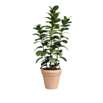 Kvetináč z terakoty ø 37 cm Mariza – Artevasi – Obrázok 2
