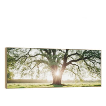 Obraz 150x60 cm Tree in the Sun - Image 3