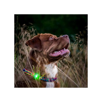 LED svetlo na obojok Green – Orbiloc - Image 7