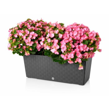 Hrantík 50 cm Supreme – Flower Lover - Image 3