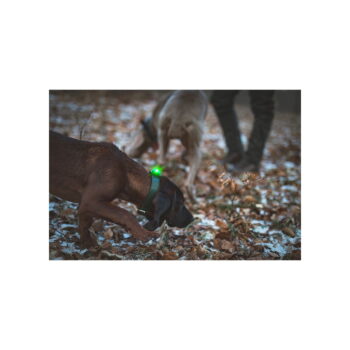 LED svetlo na obojok Green – Orbiloc - Image 11