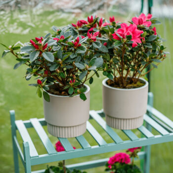 Predstavujeme vám elegantný Hlinený kvetináč Abrio, ktorý prichádza v praktickom balení dvoch kusov. Tento moderný kvetináč je ideálnym doplnkom pre váš interiér, kde dodá vašim rastlinám štýlový vzhľad a zároveň sa stane estetickým prvkom vášho domova.