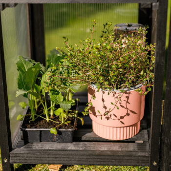 Predstavujeme vám elegantný Hlinený kvetináč Abrio v jemnej ružovej farbe, ktorý prinesie do vášho interiéru moderný nádych. Tento set obsahuje dva kusy kvetináčov, ktoré sú ideálne pre pestovanie vašich obľúbených rastlín a kvetov.