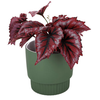 Predstavujeme vám elegantný Hlinený kvetináč Abrio v zelenej farbe, ktorý je ideálnym doplnkom pre váš interiér. Tento set obsahuje dva kusy kvetináčov, ktoré svojím moderným vzhľadom a okrúhlym tvarom prinesú do vášho domova nádych prírody a štýlu.