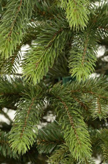 Na koniec decembra sa teší každý z nás, pretože nedočkavo očakávame príchod najkrajších sviatkov v roku - Vianoc. Vianoce predstavujú obdobie lásky, pokoja a radosti v kruhu najbližších. Ich najkrajším a neodmysliteľným symbolom je vianočný stromček. Mimoriadne…