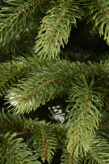 Na koniec decembra sa teší každý z nás, pretože nedočkavo očakávame príchod najkrajších sviatkov v roku - Vianoc. Vianoce predstavujú obdobie lásky, pokoja a radosti v kruhu najbližších. Ich najkrajším a neodmysliteľným symbolom je vianočný stromček. Mimoriadne…