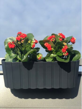 Plastový balkónový kvetináč DDECZ400 38,3 cm bude ideálnou voľbou pre vypestovanie rôznych okrasných kvetov, rastliniek či čerstvých byliniek, ktoré použijete v kuchyni ako prísadu do jedál. Farebné prevedenie antracit a dizajn pripomínajúci malé latky mu dodávajú neprehliadnuteľný šmrnc. Vyrobený…