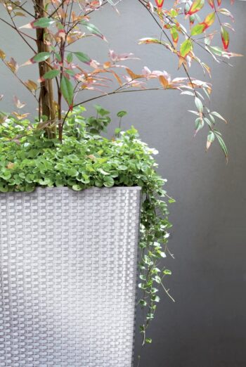 DRTS325 32,5 cm je vysoký, hranatý plastový kvetináč, ktorý sa vyznačuje svojou neprehliadnuteľnou textúrou imitujúcou prírodný ratanový výplet. Bude elegantným, estetickým a funkčným doplnkom Vašej záhrady, terasy, balkónov či interiéru. Rozmery tohto jedinečného doplnku sú (ŠxHxV): 32,5x32,5x61…