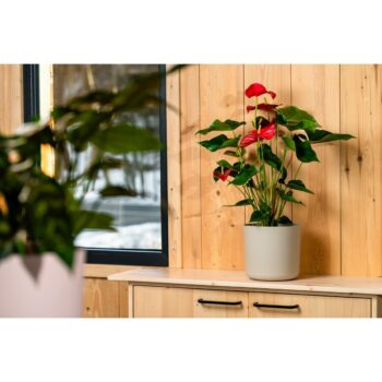 Gardenico Kvetináč Lora sivá, pr. 22 cm, pr. 22 cm