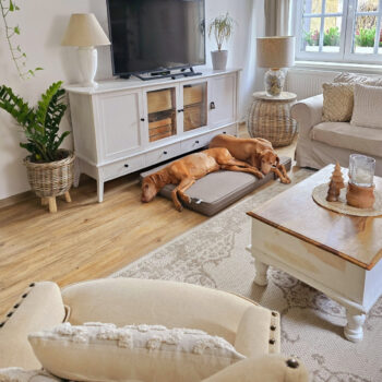Hanse Home, Kusový koberec Beach 103854 Cream / Beige – na von aj na doma, 240x340, biela, chodba / predsieň