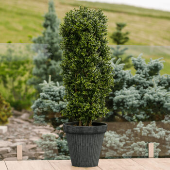 Plastový kvetináč Irom Typ 2 v elegantnej sivej farbe je ideálnym riešením pre všetkých milovníkov moderného dizajnu, ktorí hľadajú praktické a esteticky príjemné riešenie pre svoje rastliny. Tento kvetináč od značky KONDELA je vyrobený z kvalitného plastu, čo zaručuje jeho dlhú životnosť…