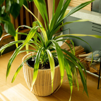 Ratanový kvetináč Momol v elegantnej béžovej farbe je ideálnym doplnkom pre váš interiér aj exteriér. Tento moderný kvetináč od značky KONDELA je vyrobený z kvalitného umelého ratanu, ktorý zaručuje dlhú životnosť a odolnosť voči poveternostným podmienkam. Vďaka svojmu okrúhlemu tvaru a svetlej…