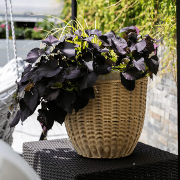 Ratanový kvetináč Momol v elegantnej béžovej farbe je ideálnym doplnkom pre váš interiér aj exteriér. Tento moderný kvetináč od značky KONDELA je vyrobený z kvalitného umelého ratanu, ktorý zaručuje dlhú životnosť a odolnosť voči poveternostným podmienkam. Vďaka svojmu okrúhlemu tvaru a svetlej…