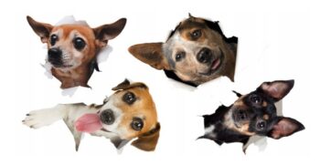 Originálna nálepka na stenu pre milovníkov psíkov 80 x 160 cm