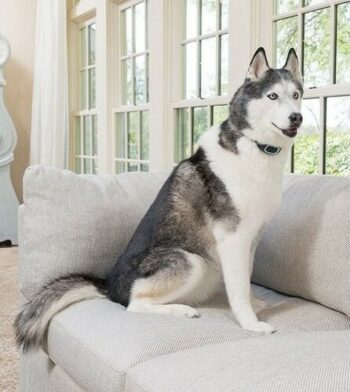 PetSafe® Obojok proti štekaniu Dobíjací