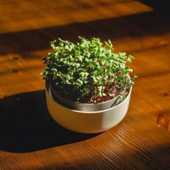 Plastia Microgreens, slonová kosť