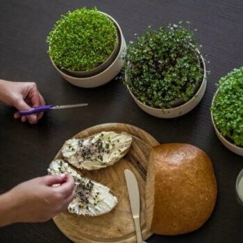 Plastia Microgreens, slonová kosť s kávovou usadeninou
