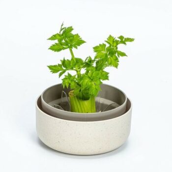 Plastia Regrow, slonová kosť