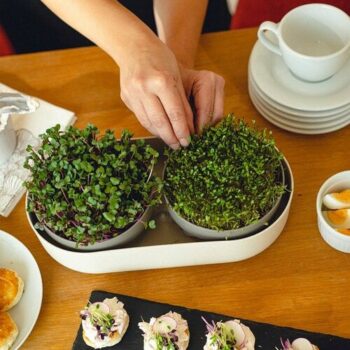 Plastia Veľká farma Microgreens+Regrow, slonová kosť