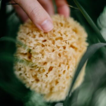 Prírodná morská špongia na umývanie