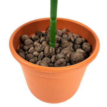 Umelá kvetina Syngonium v kvetináči