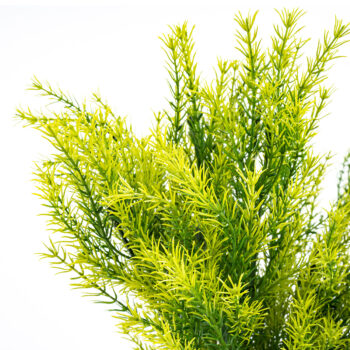 Umelý zväzok Asparagus, 53 cm