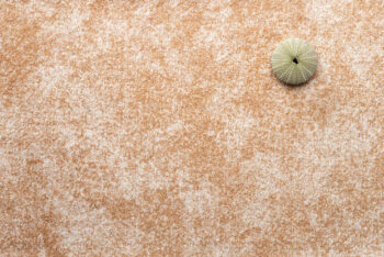 Condor Carpets, Metrážny koberec Serena 6632, na mieru, šíře 4m,5m, oranžová, filc, obývacia izba
