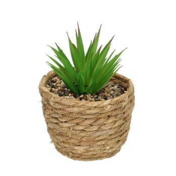 Dekorácie Aloe 20cm, 12 x 12 x 20 cm