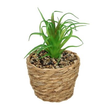 Dekorácie Tree Aloe 20cm, 12 x 12 x 20 cm