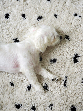 Dywany Łuszczów, Kusový koberec Berber Syla B752 dots cream, 240x330, biela, kancelária