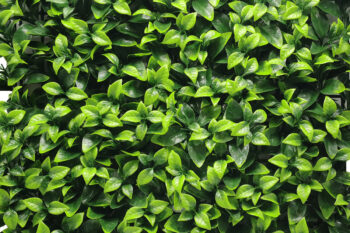 Europe Grass Umelý rastlinný panel FRESH LIGHT GREEN 50 x 50 cm - Panel 50x50