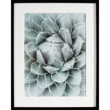 Obraz Succulents II 40x50xcm, 40x50cm