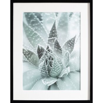 Obraz Succulents III 40x50xcm, 40x50cm