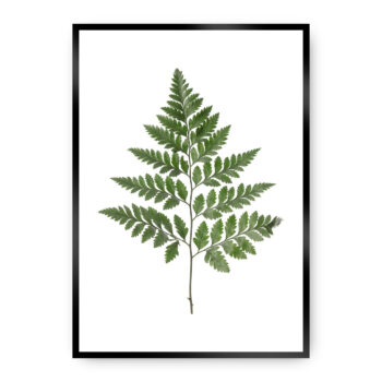 Plagát Fern Green, 21 x 30 cm, Ramka: Czarna