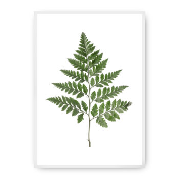 Plagát Fern Green, 40 x 50 cm, Ramka: Biała