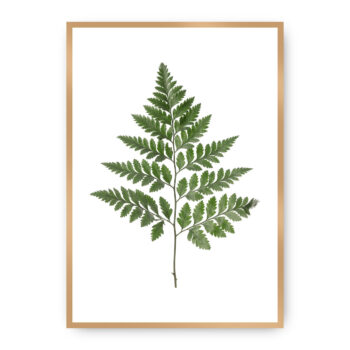 Plagát Fern Green, 40 x 50 cm, Ramka: Złota