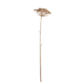 Vetvička Heracleum 125cm, 20 x 20 x 125 cm