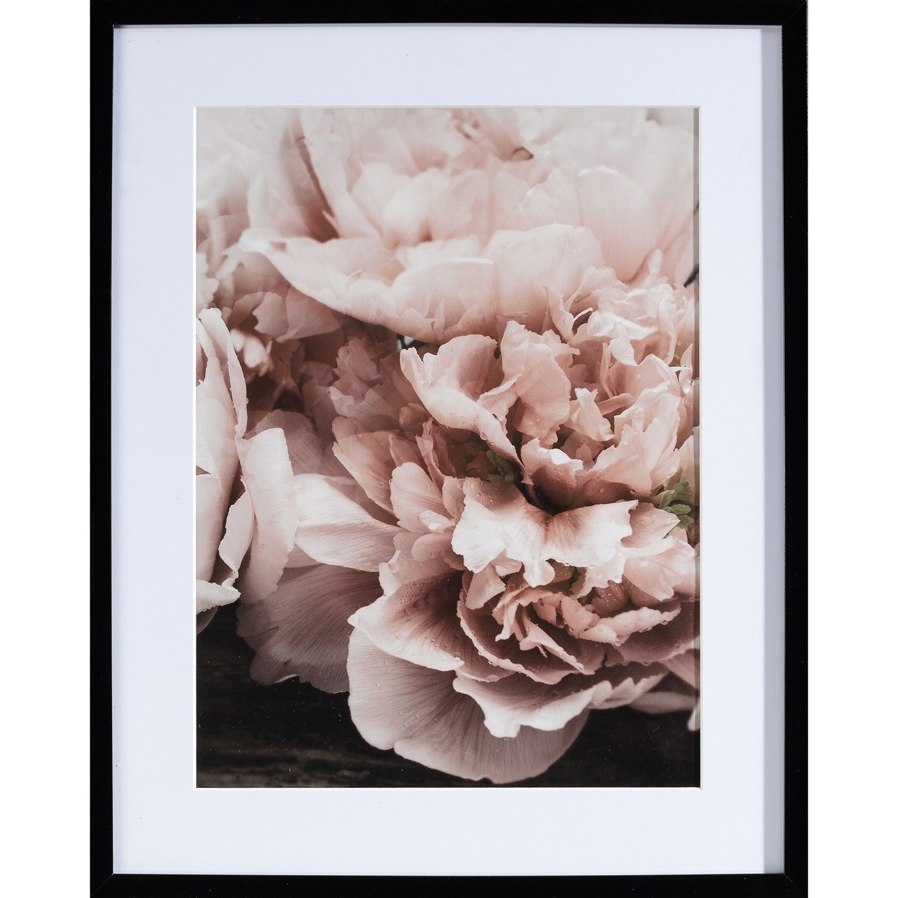 Obraz Peony Sunset I 40x50cm, 40x50cm Obraz Peony Sunset I 40x50cm, 40x50cm