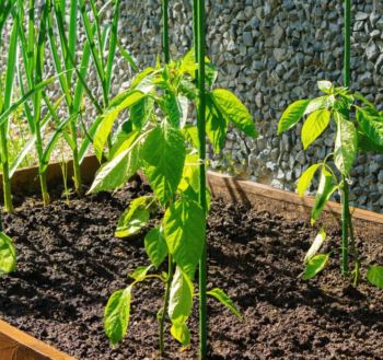 Oporná tyč k rastlinám 11 mm x 120 cm - 1ks