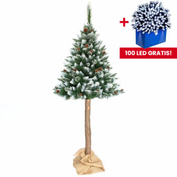 Úchvatná jemne zasnežená  borovica  na pni 220 cm