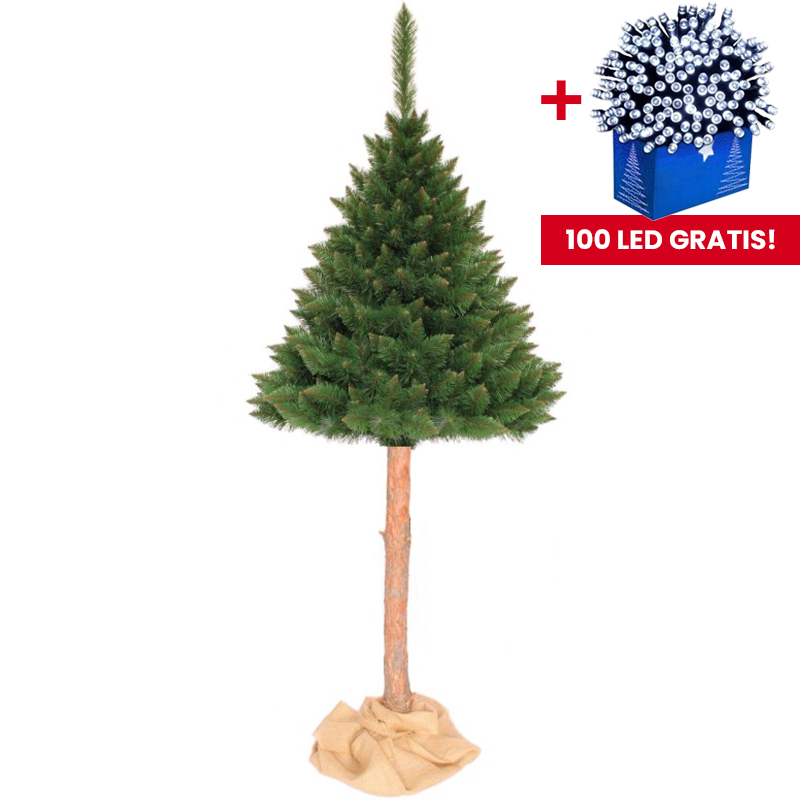 Vianočná borovica himalájska na pníku 220 cm Vianočná borovica himalájska na pníku 220 cm